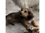 Dachshund Puppy for sale in Kempner, TX, USA