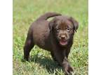 Labrador Retriever Puppy for sale in Brooksville, FL, USA