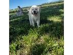 Golden Retriever Puppy for sale in Fredonia, KS, USA