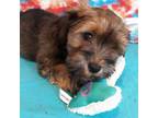 Havanese Puppy for sale in Marion, NC, USA