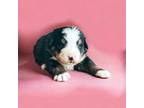 Bernese Mountain Dog Puppy for sale in Madison, AL, USA