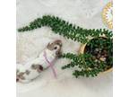 Dachshund Puppy for sale in Bartow, FL, USA