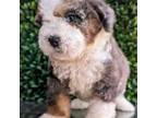 Mutt Puppy for sale in Fort Lauderdale, FL, USA
