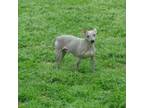American Hairless Terrier Puppy for sale in Hopkinsville, KY, USA