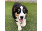 Miniature Australian Shepherd Puppy for sale in Denver, CO, USA