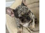 French Bulldog Puppy for sale in Evans, CO, USA