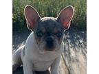 French Bulldog Puppy for sale in Evans, CO, USA