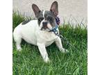 French Bulldog Puppy for sale in Evans, CO, USA