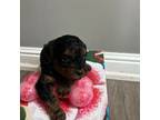 Cavapoo Puppy for sale in Utica, MI, USA