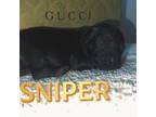 Sniper