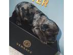 Cavapoo Puppy for sale in Utica, MI, USA
