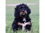 Mutt Puppy for sale in Kalamazoo, MI, USA