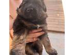 German Shepherd Dog Puppy for sale in Marion, NC, USA