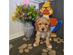 Goldendoodle Puppy for sale in Salineville, OH, USA