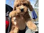Poodle (Toy) Puppy for sale in Atlanta, GA, USA