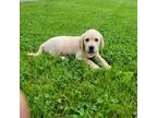 Labrador Retriever Puppy for sale in Lebanon, PA, USA