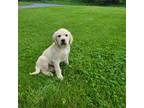 Labrador Retriever Puppy for sale in Lebanon, PA, USA