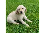 Labrador Retriever Puppy for sale in Lebanon, PA, USA