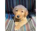 Golden Retriever Puppy for sale in Crouse, NC, USA