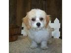 Cavachon Puppy for sale in Mountain Grove, MO, USA