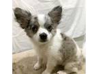 Chihuahua Puppy for sale in Anahuac, TX, USA