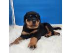 Rottweiler Puppy for sale in Saint Cloud, MN, USA