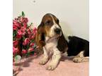 Basset Hound Puppy for sale in Subiaco, AR, USA