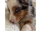 Miniature Australian Shepherd Puppy for sale in Colorado Springs, CO, USA