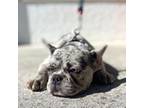 French Bulldog Puppy for sale in Fort Myers, FL, USA