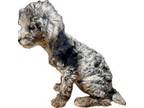 Poodle (Toy) Puppy for sale in Black Canyon City, AZ, USA