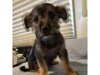 Mutt Puppy for sale in Foster, KY, USA