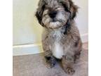 Mutt Puppy for sale in San Francisco, CA, USA