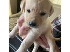 Labrador Retriever Puppy for sale in Woodland, CA, USA