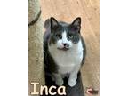 Adopt Inca a Domestic Shorthair / Mixed (short coat) cat in Douglasville