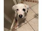 Adopt Bingo a White - with Black Labrador Retriever / Mixed dog in Cortlandt