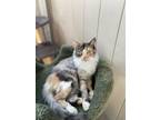Adopt Jamaica a White Domestic Shorthair / Domestic Shorthair / Mixed cat in