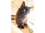 Adopt Linda a All Black Domestic Longhair / Mixed cat in Potsdam, NY (38845602)
