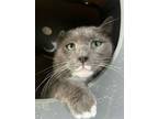 Adopt Mr Pudginson a Gray or Blue (Mostly) Domestic Shorthair (short coat) cat