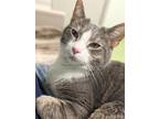 Adopt Arjean a Gray or Blue Domestic Shorthair / Domestic Shorthair / Mixed cat