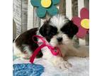Shih Tzu Puppy for sale in Arcola, IL, USA