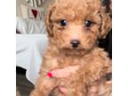 Poodle (Toy) Puppy for sale in Oakland, CA, USA
