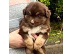 Miniature Australian Shepherd Puppy for sale in Eugene, OR, USA