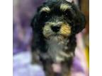 Shih Tzu Puppy for sale in Buffalo, NY, USA