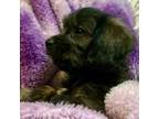 Shih Tzu Puppy for sale in Buffalo, NY, USA