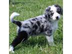 Australian Shepherd Puppy for sale in Bedford, VA, USA