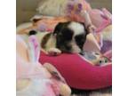 Shih Tzu Puppy for sale in Denver, CO, USA
