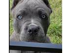 Cane Corso Puppy for sale in Indianapolis, IN, USA