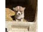 Pembroke Welsh Corgi Puppy for sale in Effingham, IL, USA