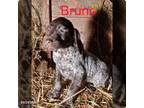 German Shorthaired Pointer Puppy for sale in Scottsburg, IN, USA