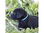 Labrador Retriever Puppy for sale in Pleasant Dale, NE, USA